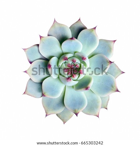 TOP VIEW CACTUS THORN IN THE POT WITH WHITE BACKGROUND ...