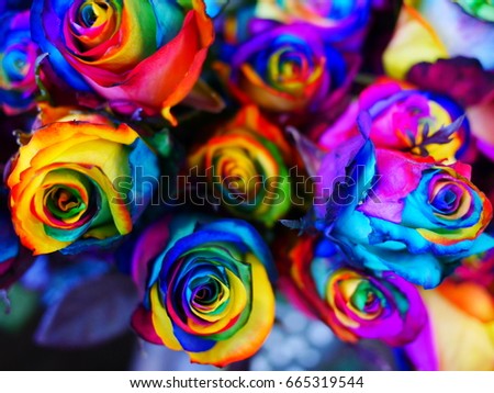 Rainbow roses, the sign of colorful love.