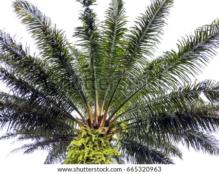 Palm background 