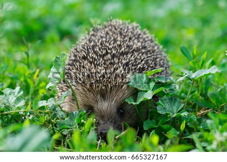 The picture shows a hedgehog on the grass