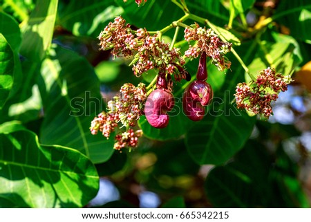 Cashew nuts grow on a tree branch. Cashew nuts (Anacardium occidentale) and leaves in a garden at Binh Phuoc, Vietnam