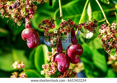 Cashew nuts grow on a tree branch. Cashew nuts (Anacardium occidentale) and leaves in a garden at Binh Phuoc, Vietnam