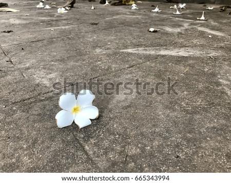 White champaca fell on the cement floor
