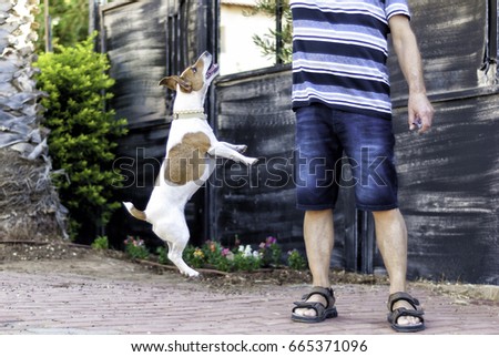 Man playing with small active dog  in the  summer yard. Jack Russell jump.Selective focus.