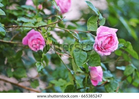 Closeup pink roses stock photo. Beautiful garden flowers. Spring background, summer nature photography. Rose bush