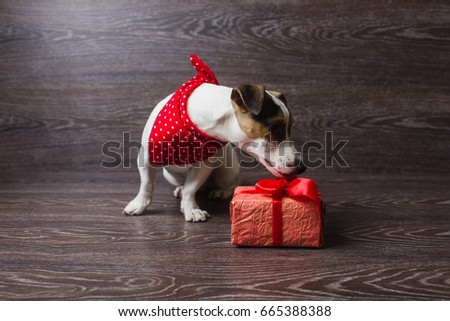 The dog is sniffing festive gift box. Dark wooden background. Dog in a trendy red bandana. Dog with festive gift box.