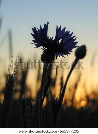 macro photo with a decorative wild field flower with petals of Cornflower blue color on dark sky background with sunset as the source for design, print, advertisement, poster, decoration, photo shop