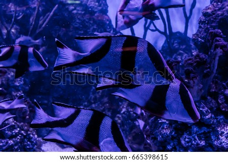Fish, living among the corals in the tropical seas, in an aquarium with sea water. A beautiful image for children, artists and web designers.
