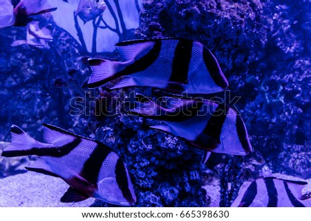 Fish, living among the corals in the tropical seas, in an aquarium with sea water. A beautiful image for children, artists and web designers.