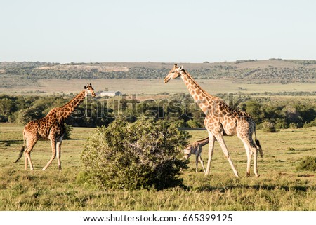 Pair of giraffe walking to a tree on safari in South Africa