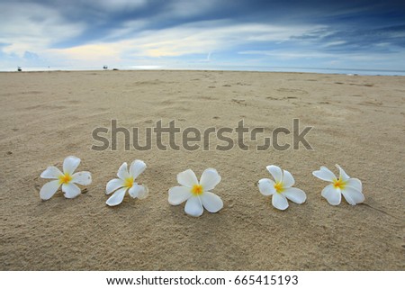 Plumeria flowers are placed on clean beaches, Thailand 