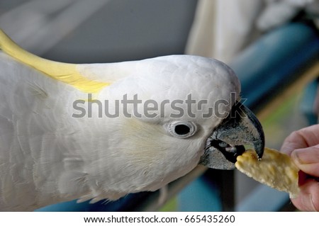Australian Sulphur-crested Cockatoo (Cacatua galerita), taking a cracker/biscuit standing on a balcony rail. 
Gosford, New South Wales, Australia. photograph by Geoff Childs.