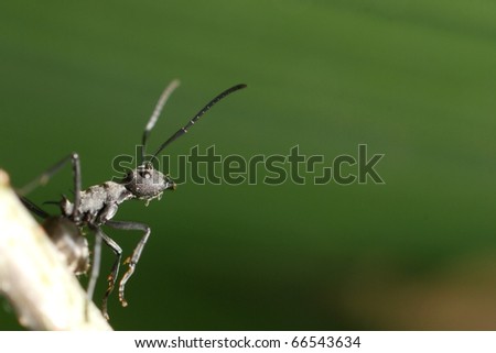 insect ant on leaf green background