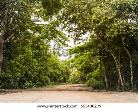 walkway under the tree in the forest