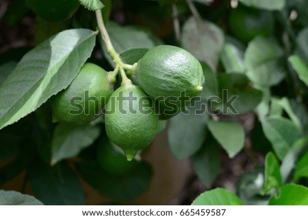 Green lemon on the tree Royalty-Free Stock Photo #665459587