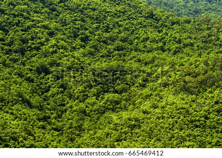 beautiful green forest background