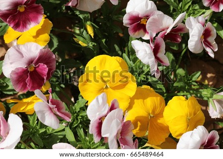 Flower of a pansy