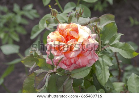 Beautiful bright rose with buds in the garden