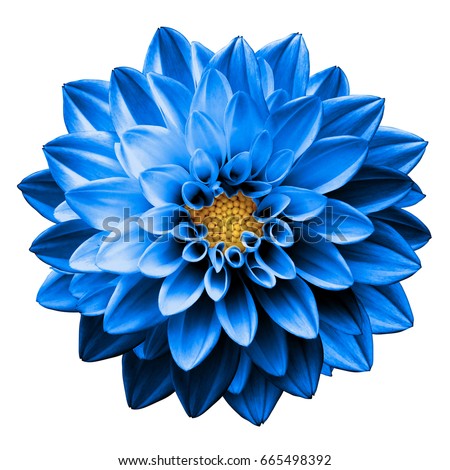 Surreal dark chrome blue flower dahlia macro isolated on white Royalty-Free Stock Photo #665498392