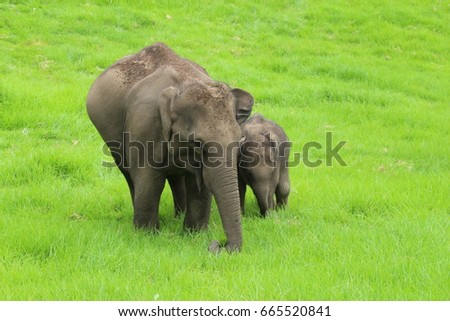elephant images in munnar jungles , background 