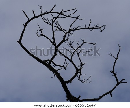 Leafless tree branch blue sky background