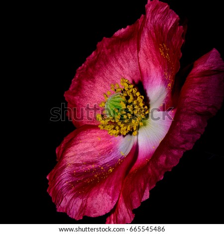 Floral fine art macro flower portrait of a dark purple flowering blooming open isolated single iceland poppy blossom on black background,floral vintage painting still life style,velvet texture, pollen