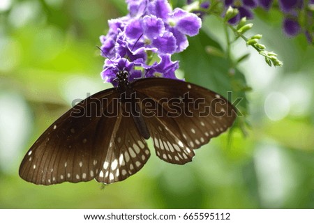 brown butterfly eating small purple flowers