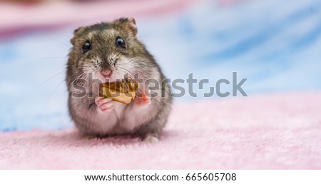 russian hamster in front of white background portrait, hamster,