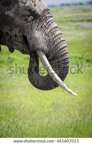 Detail of african elephant with tusks