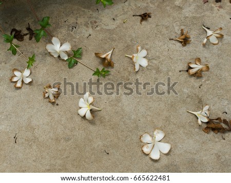 COLOR PHOTO OF FLOWERS ON THE CONCRETE GROUND
