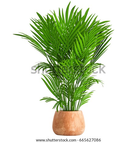 3D digital render of Howea Forsteriana isolated on white background