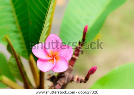 Pink plumeria flower on tree