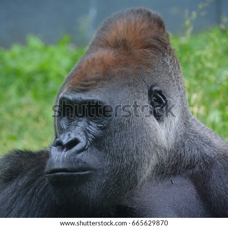 Gorillas are ground-dwelling, predominantly herbivorous apes that inhabit the forests of central Africa. The DNA of gorillas is highly similar to that of humans, from 95–99% 