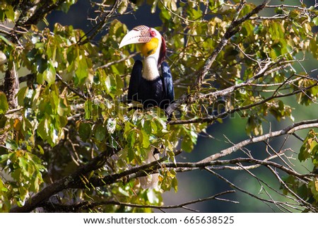 Closed up Adult male Wreathed Hornbill (Rhyticeros undulatus),also known as the bar-pouched wreathed hornbill sit in the bushes in the nature, Chong Yen, Mae Wong National Park, Northern of Thailand
