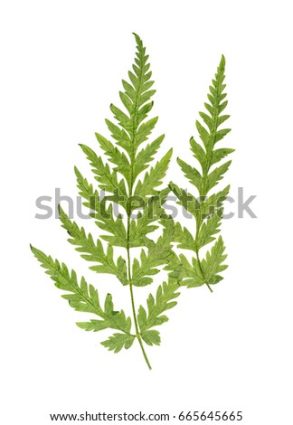 Pressed Dried Herbarium of Summer Grass Isolated on White Background