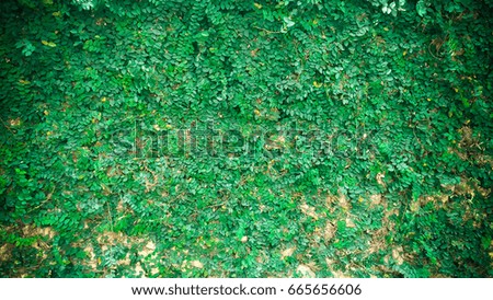 Green plant background on cement wall close up