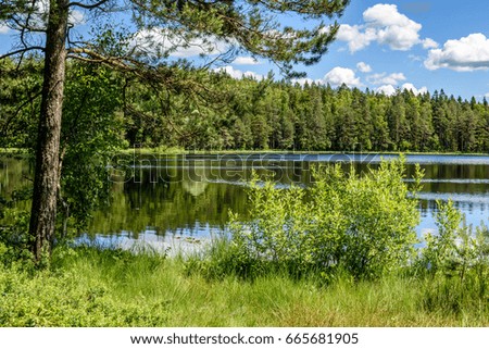 calm forest lake and trees in hot summer day at countryside