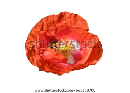 isolated poppy