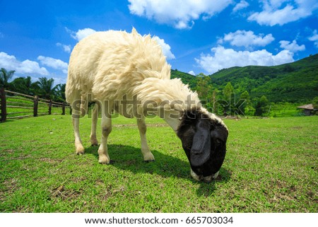 Flock of sheep eating green grass in the foothills 