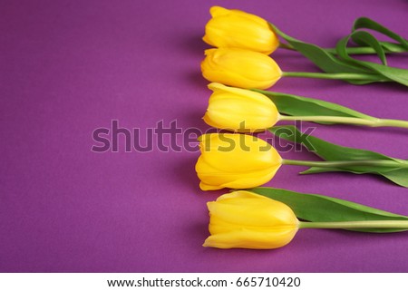 Beautiful fresh tulips on lilac color background