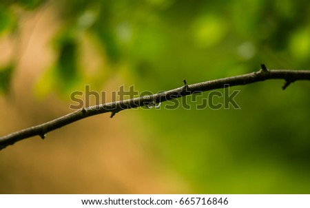 A beautiful, tranquil rain drops on a branch of an alder tree in a forest. Fresh, natural look.