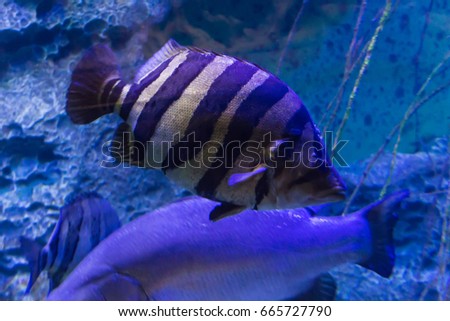 Fish, living among the corals in the tropical seas, in  aquarium with sea water. A beautiful image for children, artists and web designers.