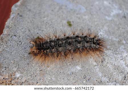 

Caterpillar on stone