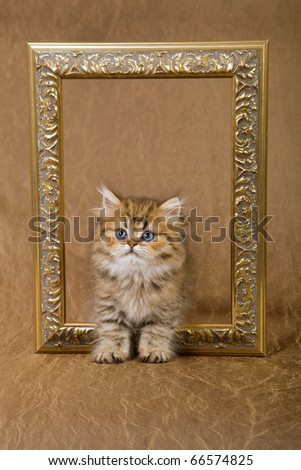 Golden Chinchilla Persian kitten with gold picture frame
