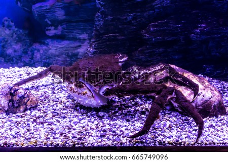 A large marine crab living in an aquarium. A good image for drawing and design of websites about nature and the seas.