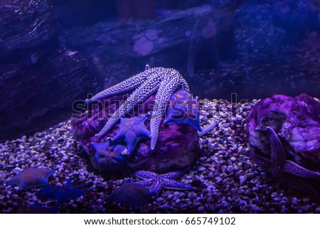 Starfish from warm seas living in an aquarium. A good image for drawing and design of websites about nature and the seas.