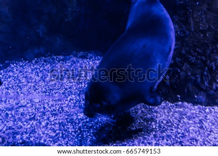 Baikal Seal or nerpa from lake Baikal , living in the aquarium. A good image  to drawing  and design websites about nature, rivers, lakes .