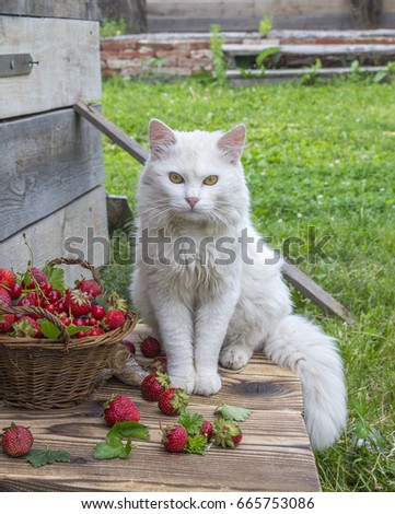 Turkish Angora white cat and a basket of berries on a wooden table in the garden. Royalty-Free Stock Photo #665753086