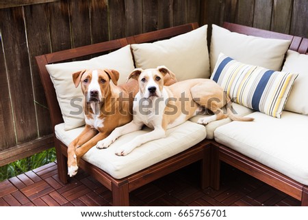 Two Young Pit Bull Mixes Playing Patio Furniture