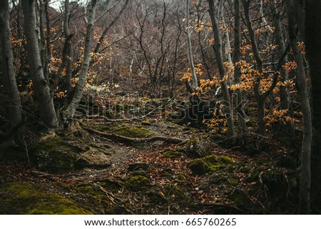 The dense forest in the mountains. The autumn woods.
 Royalty-Free Stock Photo #665760265